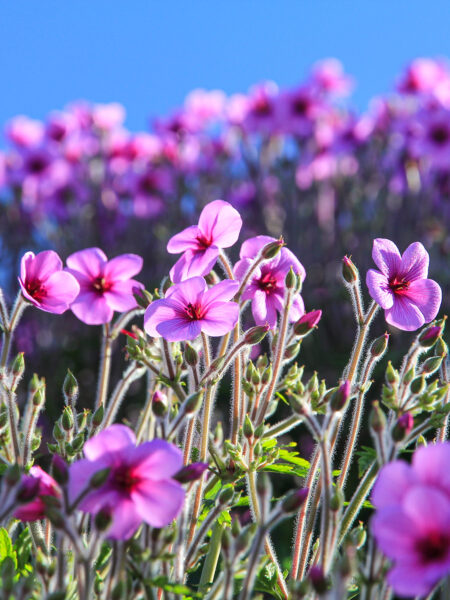 Ein Madeira-Storchschnabel, eine Blume, die auf Madeira beheimatet ist vor dem Hintergrund eines blauen Himmels über der Atlantik-Insel