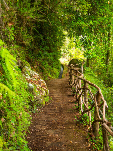 Ein Wanderweg führt durch einen Wald auf der Insel Madeira. Er wird im Zuge der Überschreitung der Insel begangen.