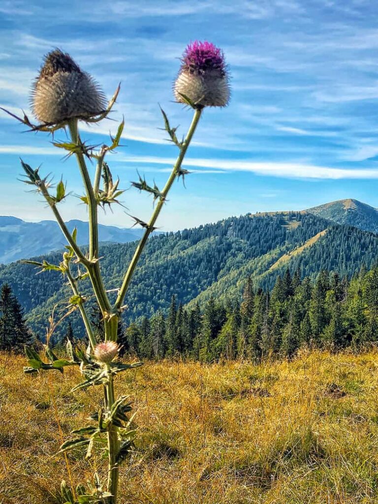 Ein Ausblick von der großen Fatra mit Blick zum Berg Rakytov. Im Vordergrund steht eine Distel.