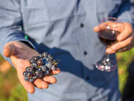 Ein Winzer in Montenegro hält ein Glas Rotwein und die Rebsort an roten Trauben in Händen, die auf seinem Weingut produziert werden.