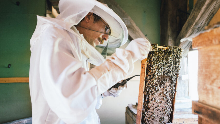 Tag der Bienen bei Weltweitwandern