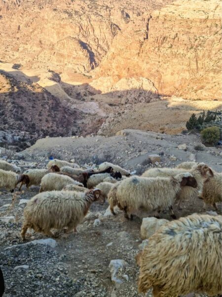 Mehrere zottelige Schafe gehen durch eine Landschaft in Jordanien.