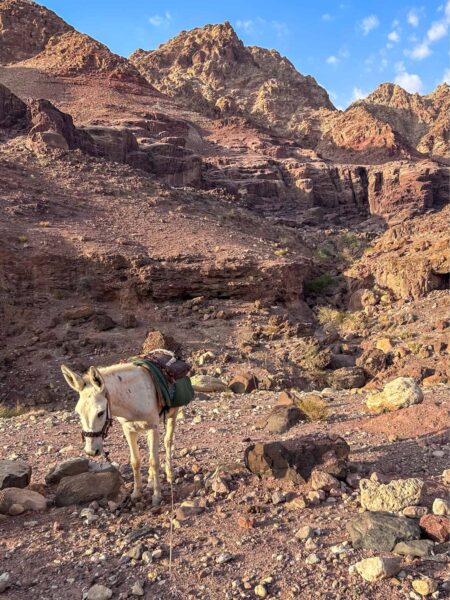 Ein Esel, das Packtier auf einer Trekkingreise mit Weltweitwandern, steht in einer Schlucht im Dana Biosphären-Reservat in Jordanien.