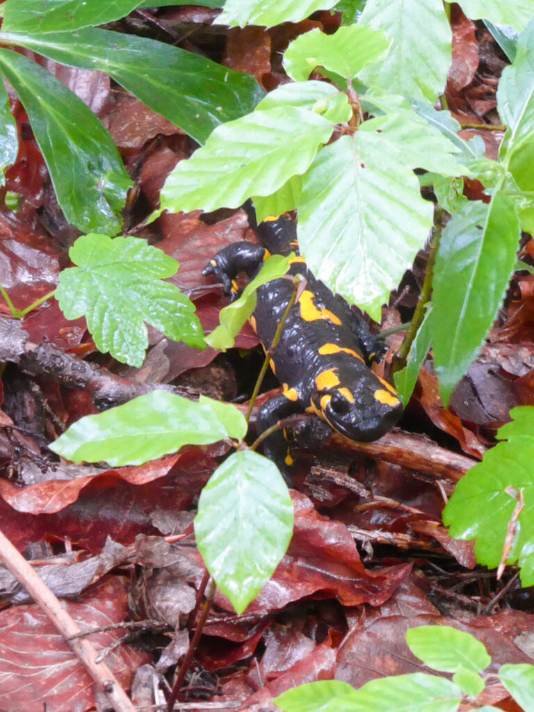 Ein Feuersalamander sitzt am gefallenen Laub eines Waldes in den Kalkalpen in Österreich. Er ist halb verborgen vor dem Blick der Wander*innen, die das Foto von ihm gemacht haben.