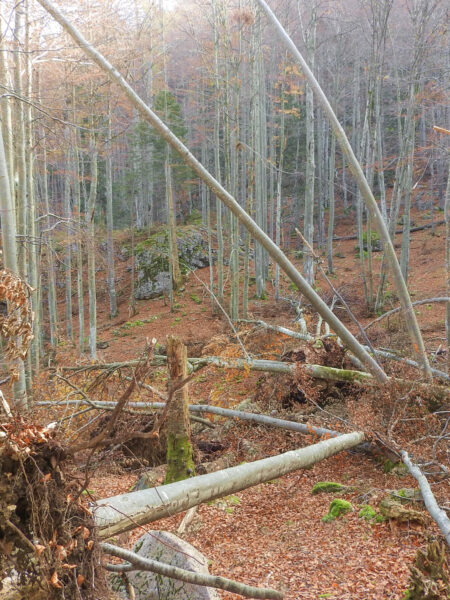 Mehrere umgestürzte Bäume in einem Wald in den Kalkalpen, die durch schweren Schneefall im Vorjahr umgerissen wurden. Sie liegen zum Teil quer über eine Mulde im Boden.