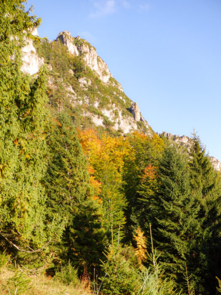 Im Hintergrund erheben sich die schroffen Felstürme der Kalkalpen, während im Vordergrund ein herbstlicher Mischwald im Nationalpark zu erkennen ist.