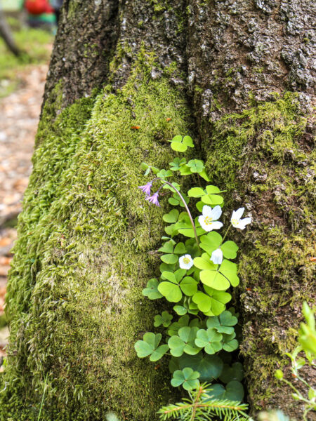 Ein Pflänzchen Waldsauerklee (oder auch Kuckucksblume), wächst aus einer Vertiefung in einem Baumstamm in den Kalkalpen hervor.