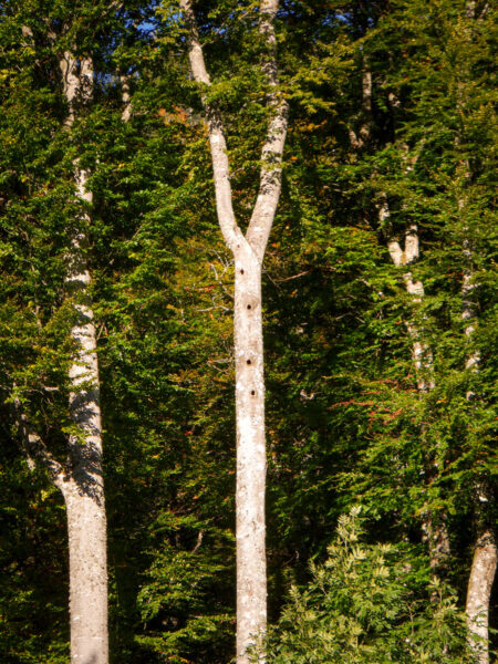 Man sieht eine Rotbuche in einem Wald im Nationalpark Kalkalpen. In der Rinde des Laubbaumes kann man vier Löcher erkennen, die von Spechten in das Holz geschlagen wurden.