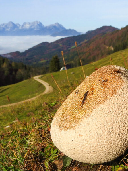 Man sieht einen Hasenstäubling, eine Pilzgattung, die unter anderem auf den Almen und Wiesen des Nationalparks Kalkalpen beheimatet ist. Im Hintergrund erkennt man die Gipfel des Kleinen Priel, des Großen Priel und der Spitzmauer.
