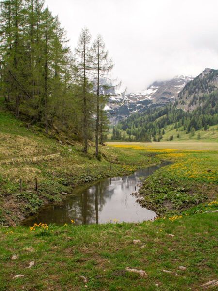 Das Bild zeigt eines der Moore am Teichelboden im Nationalpark Kalkalpen, das am Wegesrand einer Wanderung im Toten Gebirge gelegen ist.