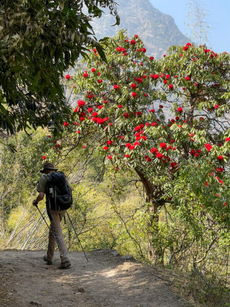 Eine Person auf Wanderreise folgt einem Weg durch Nepal. Sie befindet sich im Himalaya bei einer Rundreise um Manaslu und Annapurna.