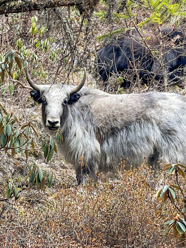 Ein Yak in Nepal schaut in die Richtung der Wanderreisenden, die gerade auf ihrem Rund-Trekk rund um Annapurna und Manaslu unterwegs sind.