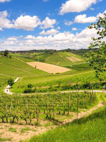 Man sieht die Weinberge in der Region Langhe im Piemont, die zum Wandern, Erkunden und Erschmecken der Köstlichkeiten in der Heinmat der Slow-Food-Bewegung einladen.