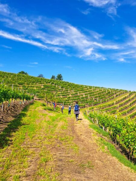 Vier Personen gehen zwischen Weinstöcken im Piemont einen Weinberg hinauf. Der Guide in der Gruppe trägt einen Weltweitwander-Rucksack und erklärt den anderen gerade etwas über die Natur in der Region Langhe.