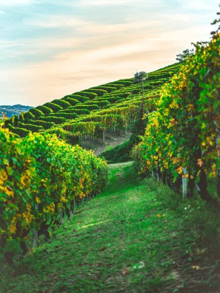 Man sieht die saftig grünen Weinreben eines Weingartens in der Region Piemont in Italien.