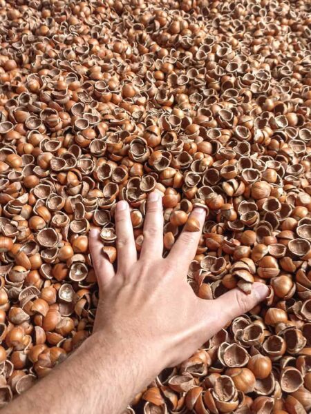 Eine Hand eines Gastes bei Weltweitwandern in der Langhe liegt auf einigen Haselnüssen, die in der Region angebaut und bei der Reise verkostet werden.