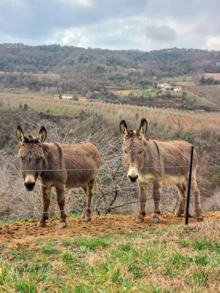 Zwei Esel stehen hinter einem Zaun, neben einem Wanderweg und blicken in Richtung der Kamera. Im Hintergrund sieht man die Landschaft des Piemont in Italien.