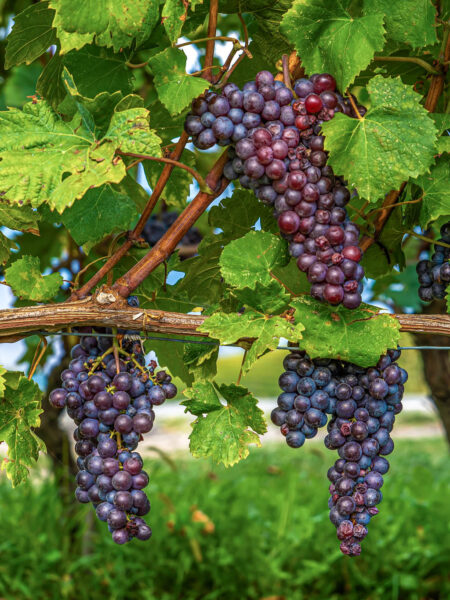 Rote Trauben, typisch für den Piemont mit seiner reichen Weinkultur, hängen von einem Weinstock.