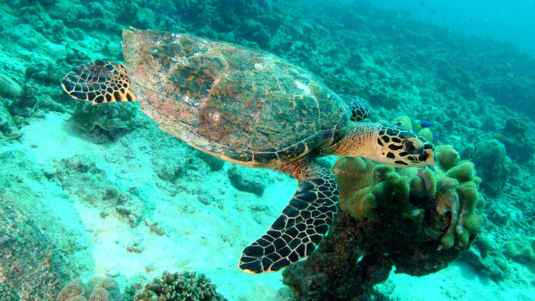 Wasserschildkröte auf den Seychellen