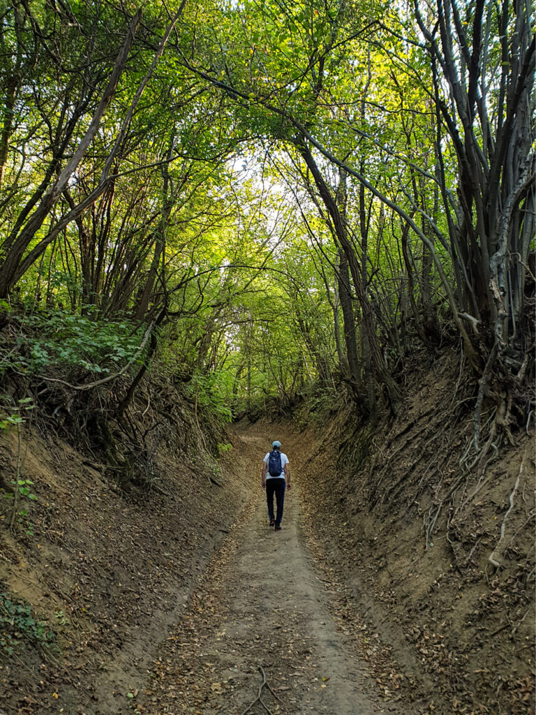 Eine Wanderer folgt einem Hohlweg auf seiner Wanderreise durch Rumänien. Rund um ihn sieht man mehrere hohe Bäume, die das Bild quasi einrahmen.
