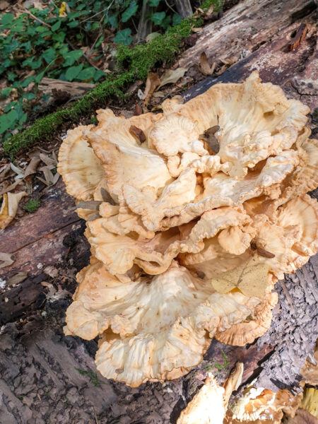 Auf dem Bild sieht man entweder einen Berkeleys Polsterpilz oder ein weißporiges Waldhuhn. Der Pilz wächst in Rumänien.
