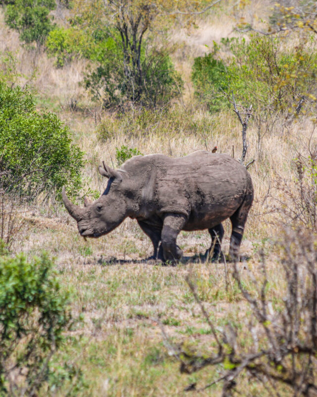 Afrika_Suedafrika_WWW_0068-2