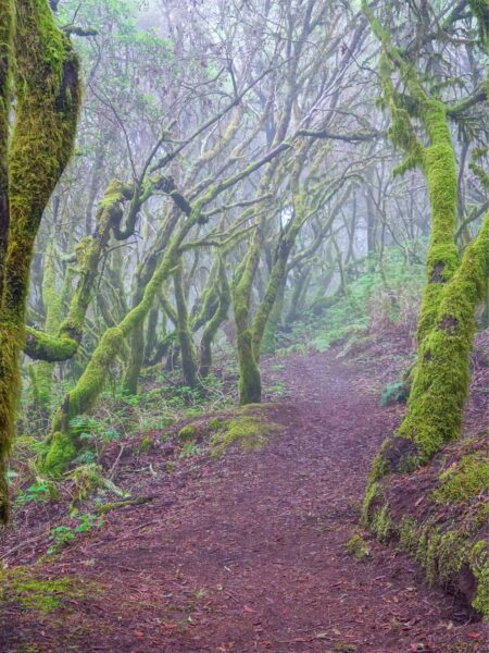 Auf dem Bild kann man einen Waldweg auf El Hiero sehen. Moosbewachsene Bäume begrenzen ihn zu beiden Seiten.
