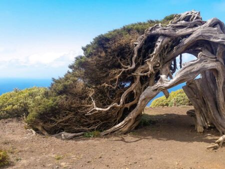 Ein gewundener Wacholderbaum auf der Insel El Hiero ist auf dem Bild zu sehen. Er steht nah eines Wanderweges auf der kanarischen Insel.
