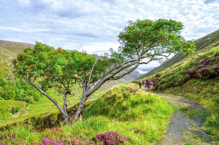 IEG03_Baum_Nationalpark_©Gabi_Ho╠êlbl_Print