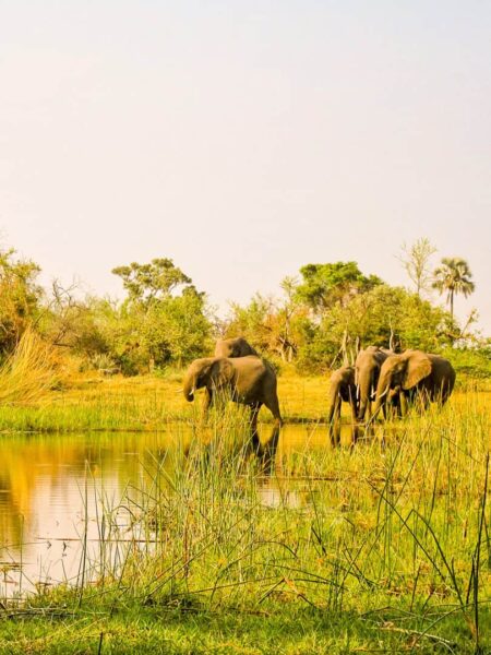 Mehrere Elefanten stehen am Ufer eines Gewässers im Okavango-Delta.