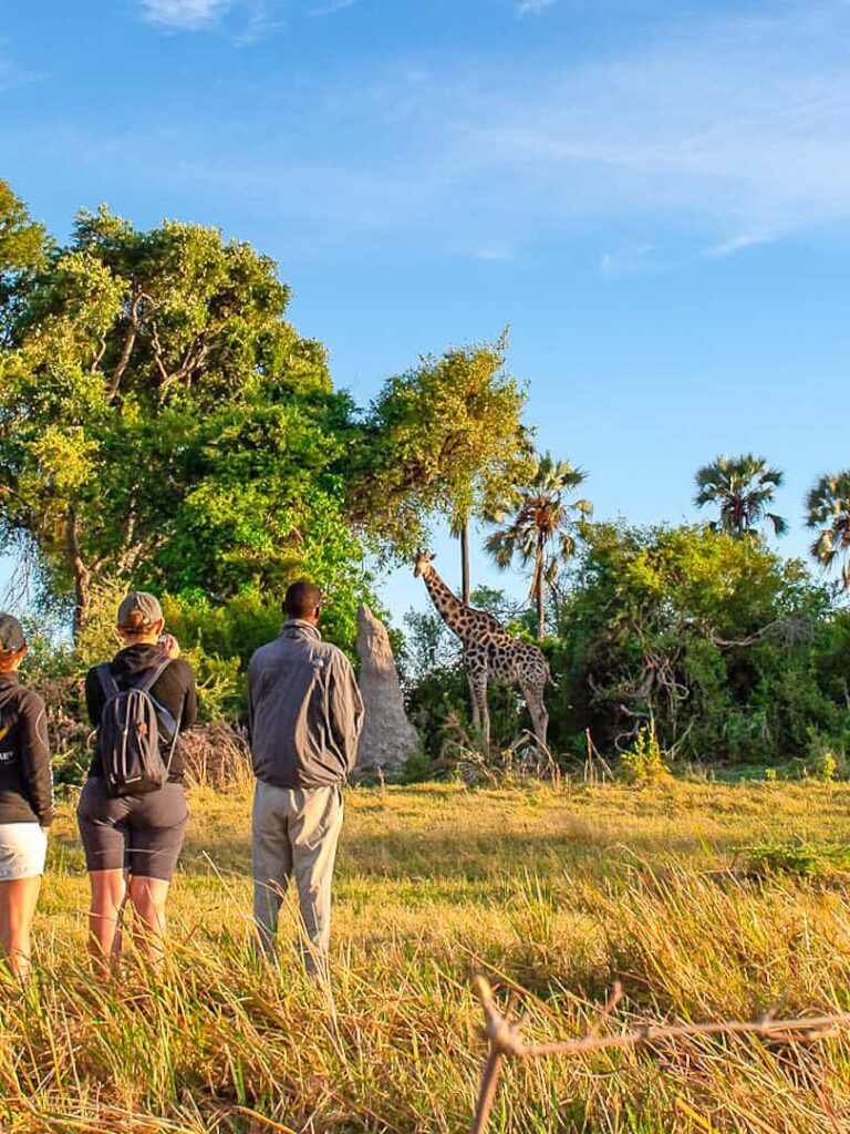 Drei Mitglieder einer kleinen Reisegruppe auf Wanderreise im Okavango-Delta schauen in die Richtung der Giraffe.
