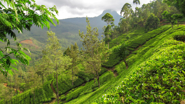 SRG01_Sri Lanka_Wolkenmaedchen_Teefelder_cWeltweitwandern