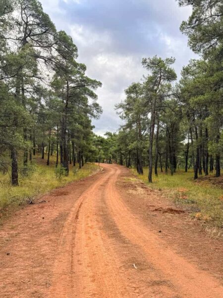 Das Bild zeigt einen Forstweg durch die Türkei. Der rote Sand des Bodens sticht hierbei besonder hervor und lädt dazu ein, eine Wanderung durch den Wald zu machen.