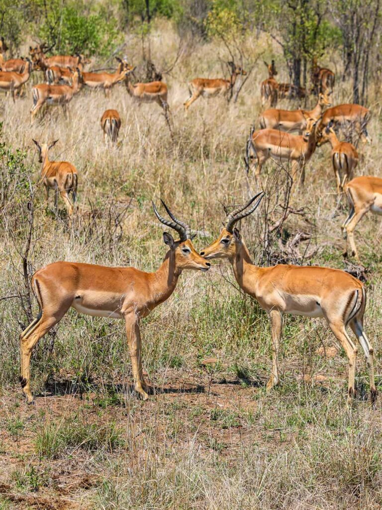 Safari und Trekking in Südafrika