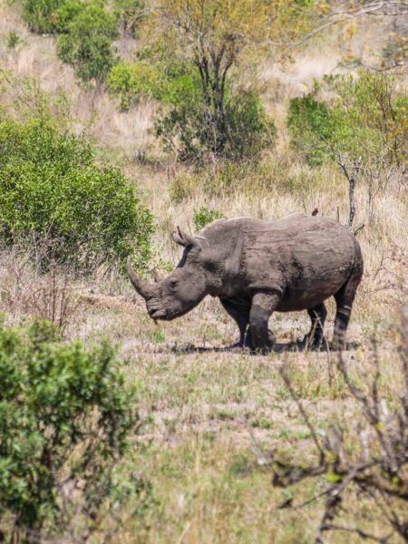 Safari und Trekking in Südafrika