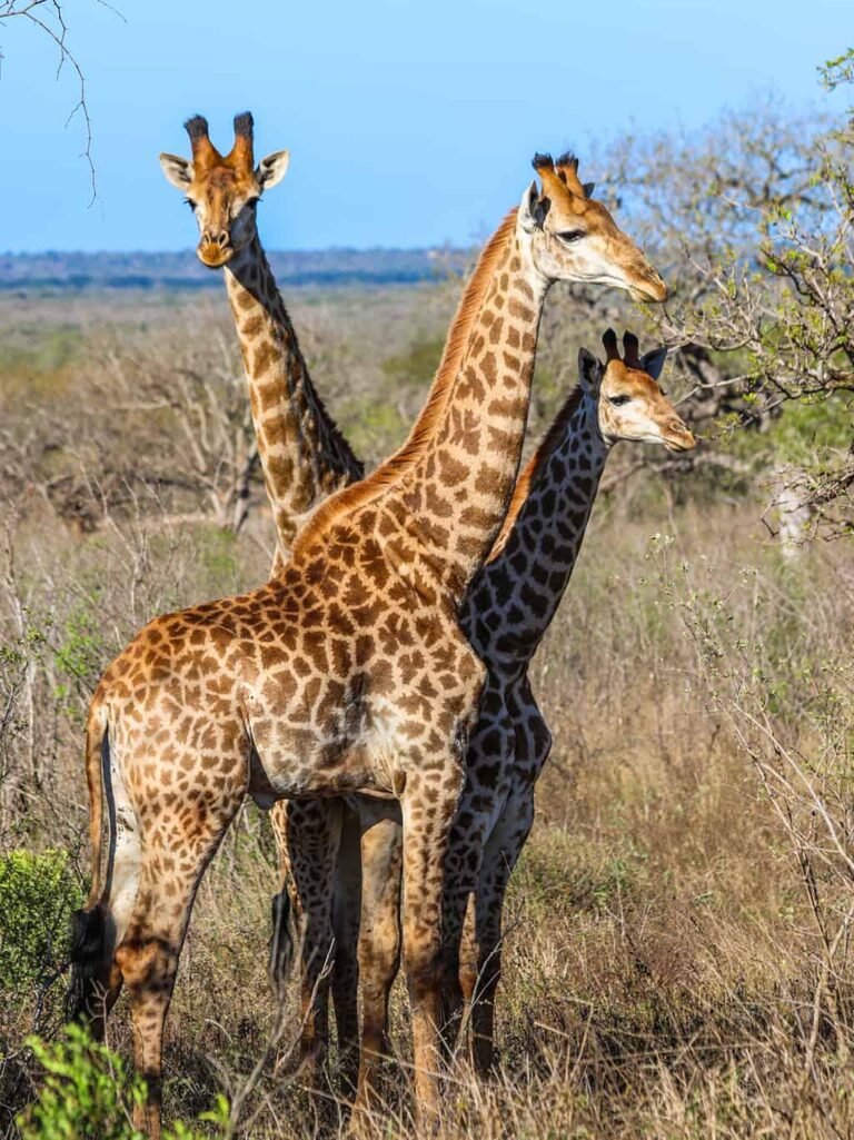 Safari und Trekking in Südafrika