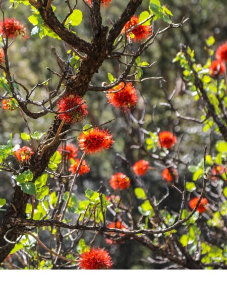 Safari und Trekking in Südafrika