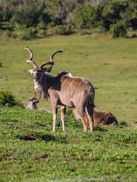 Safari und Trekking in Südafrika