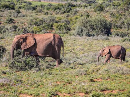 Safari und Trekking in Südafrika