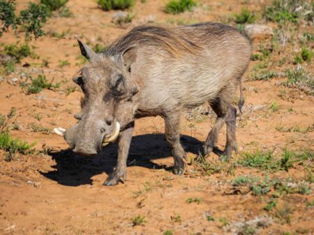 Safari und Trekking in Südafrika