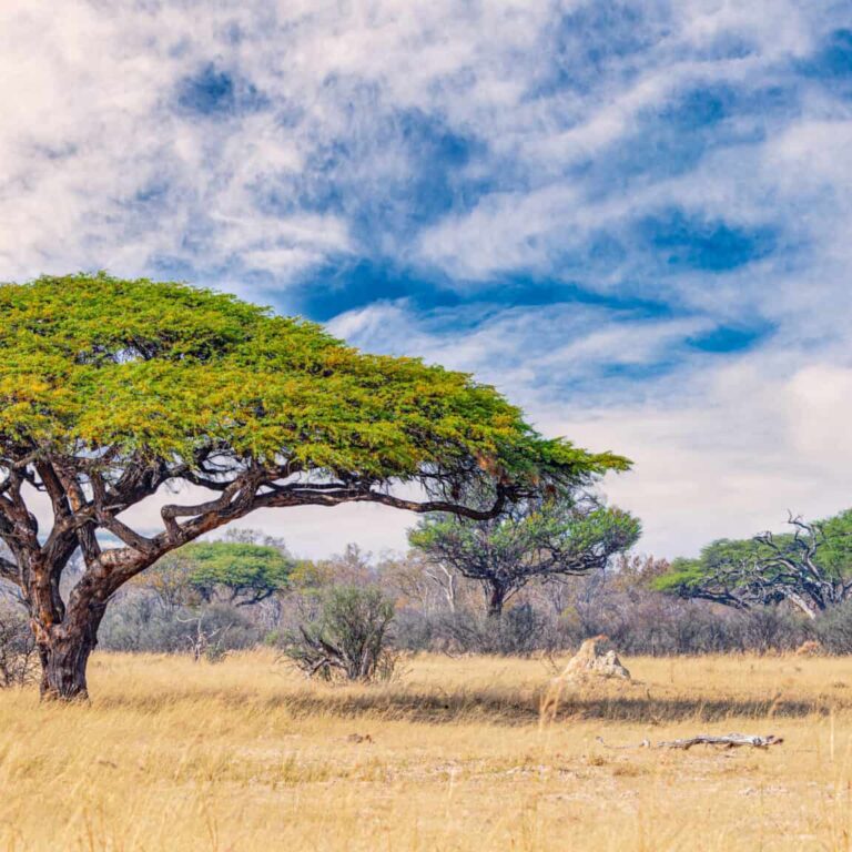 African landscape in the Hwange National Park, Zimbabwe