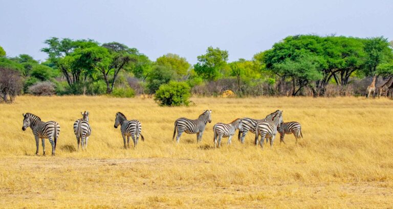 herd of zebra in hwange reserve in zimbabwe