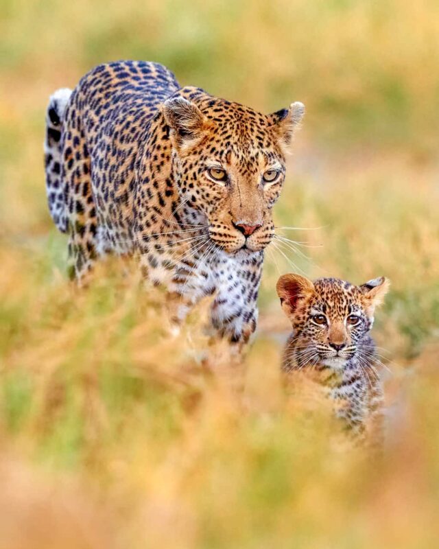 Simbabwe_Savanne_Leopard_Mutter_Kind_Galerie_1024x1366