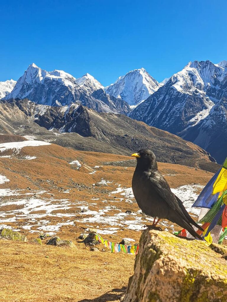 Ein schwarzer Vogel sitzt vor einem Bergpanorama in der Region Langtang in Nepal.