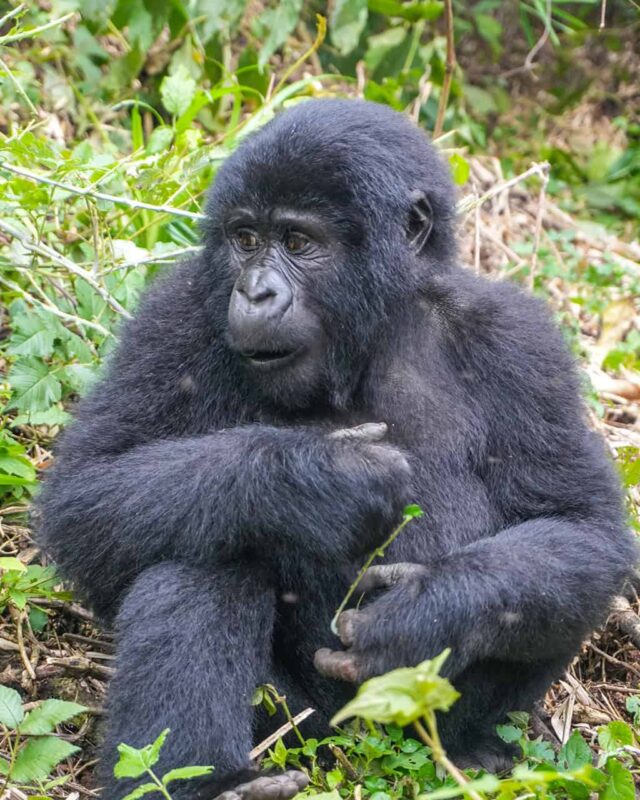 UGG04_Uganda_Ruanda_Ruwenzori_Gorillas_Website_Galerie_1024x1366_02