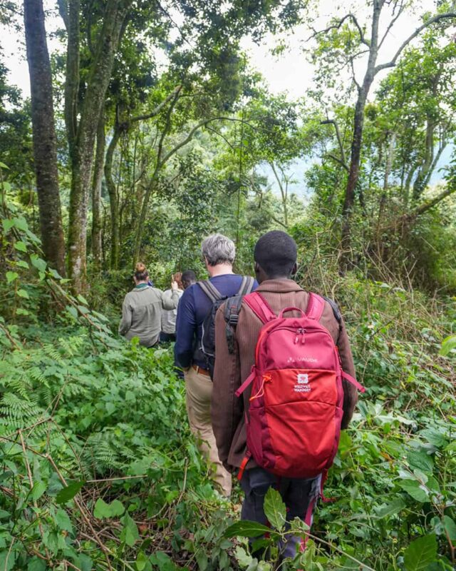 UGG04_Uganda_Ruanda_Ruwenzori_Gorillas_Website_Galerie_1024x1366_03