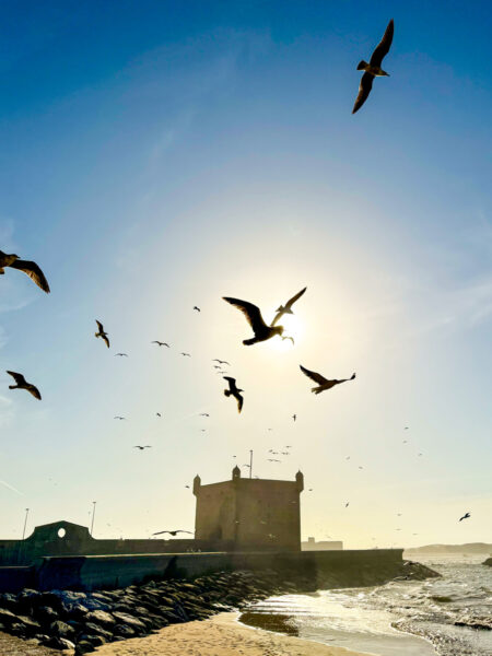 Mehrere Möwen fliegen durch den Himmel vor der Festung Skala du Port im Hafen der marokkanischen Stadt Essaouira.