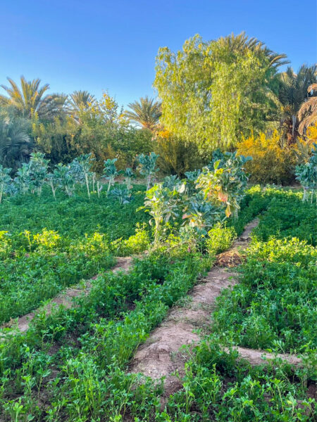 Man sieht die grünen Felder in der Nähe einer der marokkanischen Oasen. Das Foto wurde aufgenommen im Zuge eines Oasenspaziergangs während einer Wanderreise.