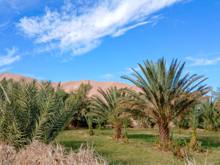 Auf dem Bild sieht man einen Dattelhain an einer marokkanischen Oase.