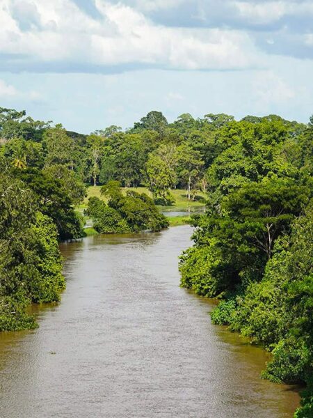Man sieht den Dschungel in Costa Rica. Ein Fluss windet sich zwischen den Bäumen hindurch. Das Foto wurde auf einer Wanderung von weiter oben gemacht, sodass man einen Überblick über den Regenwald bekommt.